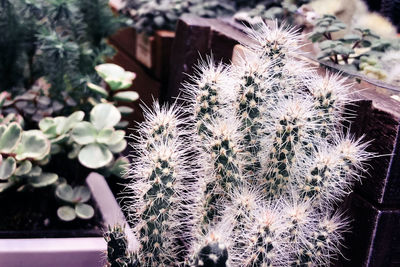 Close-up of succulent plant