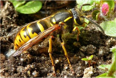 Close-up of insect on rock