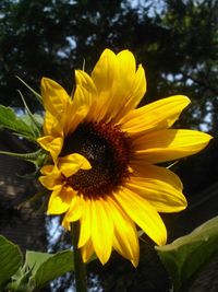 Close-up of sunflower