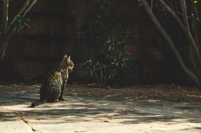 Cat preying bird in tree