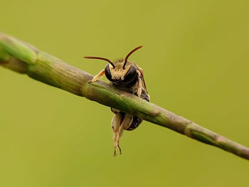 Close-up of insect on plant