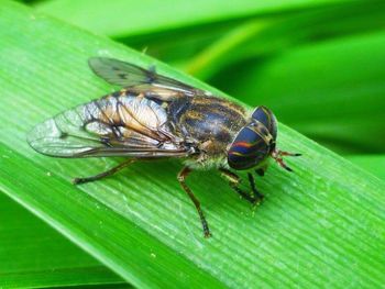 Close-up of insect on leaf