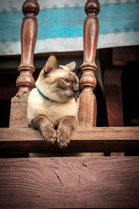 View of a cat sitting on wood