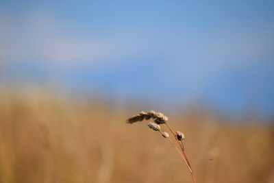 Close-up of plant growing on field