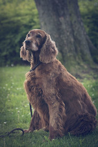 Irish setter dog sitting in park