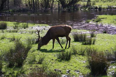 Horse in a field