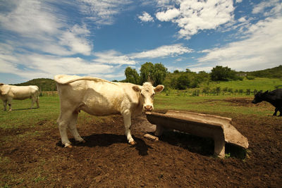 Horses in the field