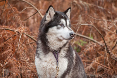 Close-up of dog