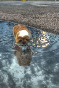 High angle view of dog in swimming pool