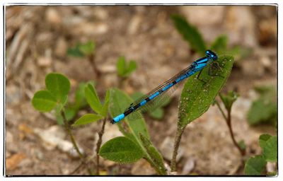 Close-up of insect on plant