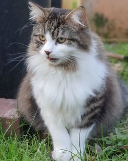 Cat looking away on field