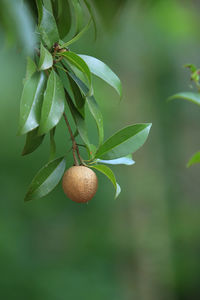 Close-up of berries growing on tree