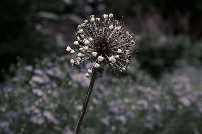 Close-up of wilted flower