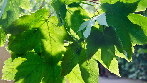 Close-up of green leaves