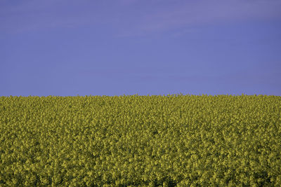 Scenic view of field against clear sky