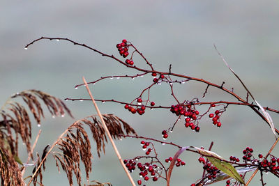 Low angle view of berries on plant against sky