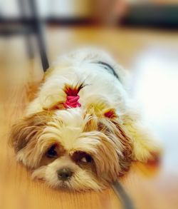 Close-up portrait of dog