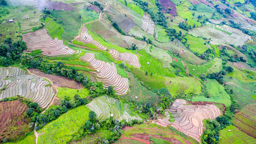 High angle view of rice field