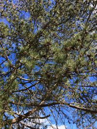 Low angle view of flowering tree against blue sky