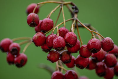 Close-up of strawberries