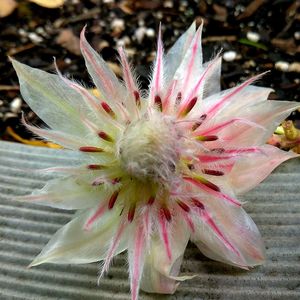 Close-up of succulent plant