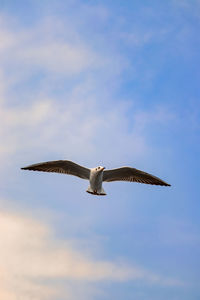 Low angle view of seagull flying in sky