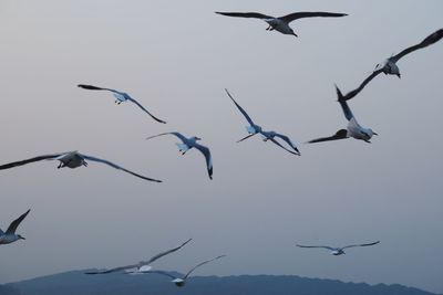 Low angle view of seagulls flying