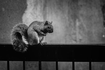 Close-up of squirrel on railing