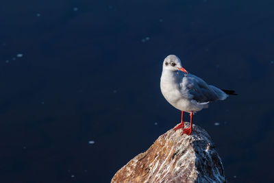 Seagull perching on rock