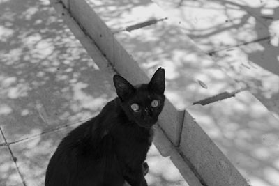 Portrait of cat looking through tree
