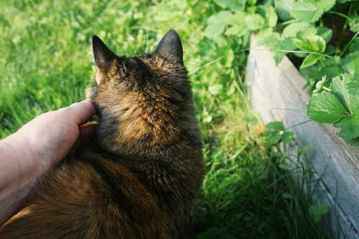 Close-up of hand holding cat by plants