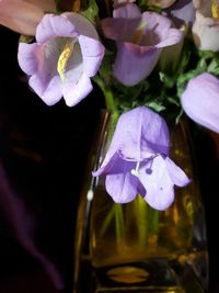 Close-up of purple flowers