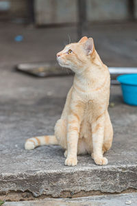 The orange cat is sitting on the ground