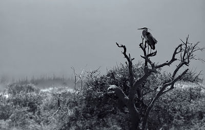 Bird perching on a field