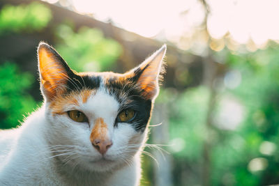 Close-up portrait of a cat