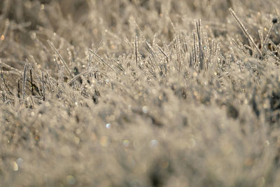 Full frame shot of snow on field