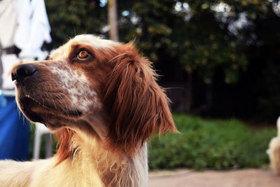 Close-up of dog