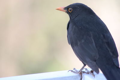 Close-up of bird perching on wood