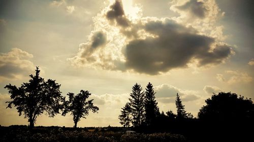 Low angle view of silhouette trees against sky during sunset