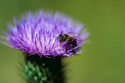 Close-up of bee pollinating on purple flower