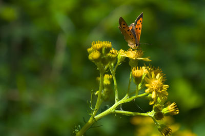 Close-up of butterfly pollinating on flower