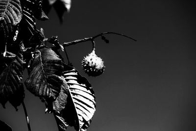 Low angle view of flowering plants against sky