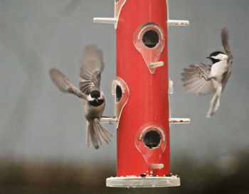 Close-up of bird flying