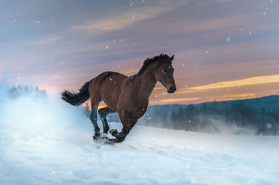 Horse of the breed westphalian gallops through deep snow. the snow splashes up. sunset