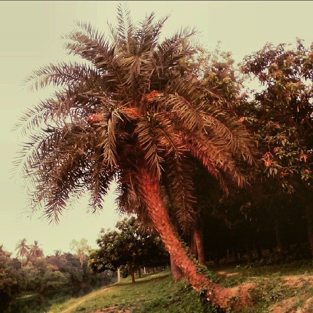 tree, growth, palm tree, tranquility, tranquil scene, nature, beauty in nature, sky, clear sky, field, landscape, tree trunk, scenics, sunlight, growing, branch, low angle view, day, outdoors, no people