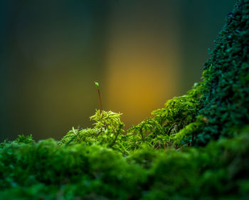 Beautiful closeup of moss growing on the forest floor in spring. small natural scenery in woodlands