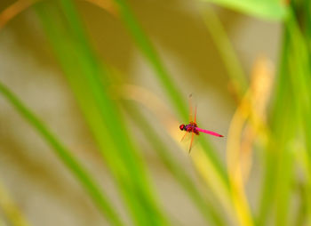 Close-up of ladybug on plant