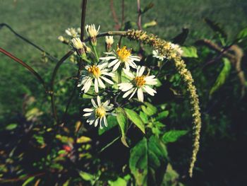 Close-up of white flowers blooming outdoors