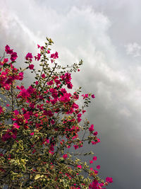 Low angle view of pink bougainvillea blooming against sky