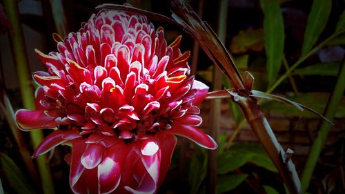 Close-up of red flower blooming outdoors